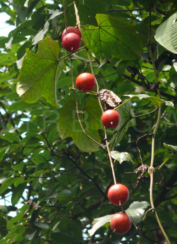 Trichosanthes tricuspidata